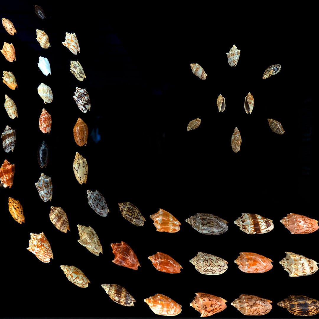 HOUSTOM MUSEUM OF NATURAL SCIENCE