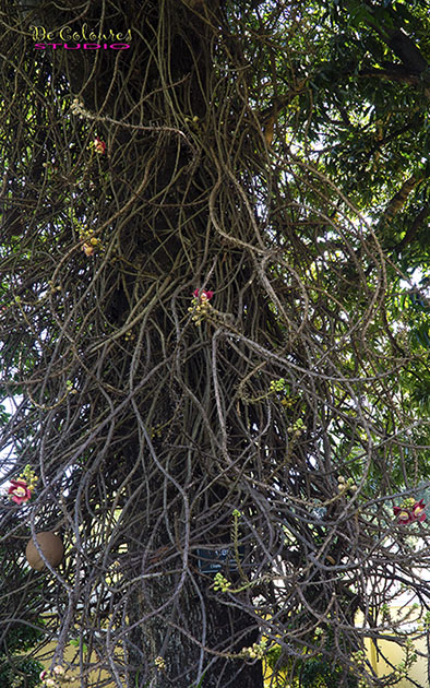 Orchids Tree in Royal Palace, Phnom Penh