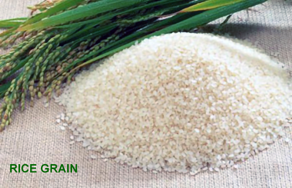 Rice Grain