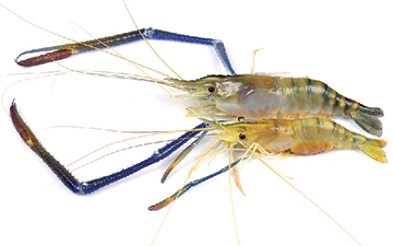 River Prawn or Palaemonidae shrimp