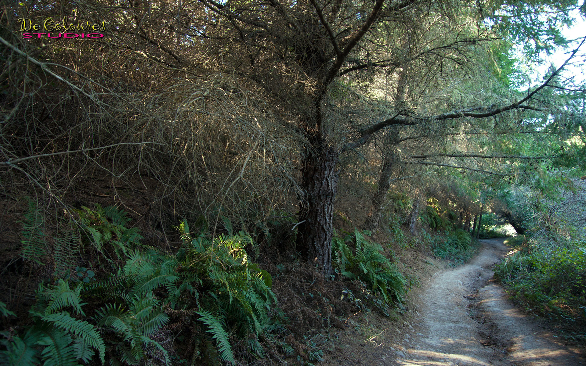 Alamere Falls - Poin Reyes