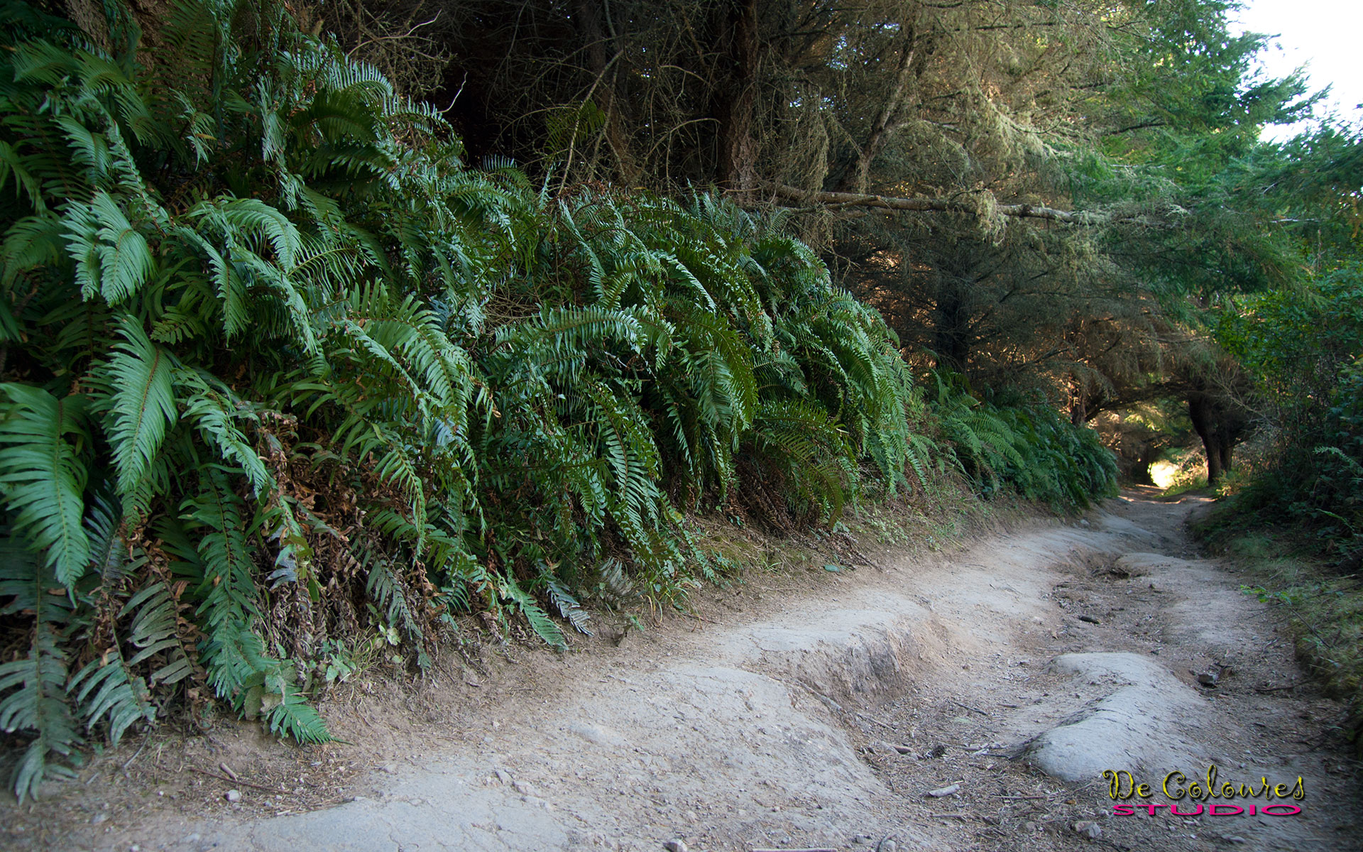 Alamere Falls - Poin Reyes