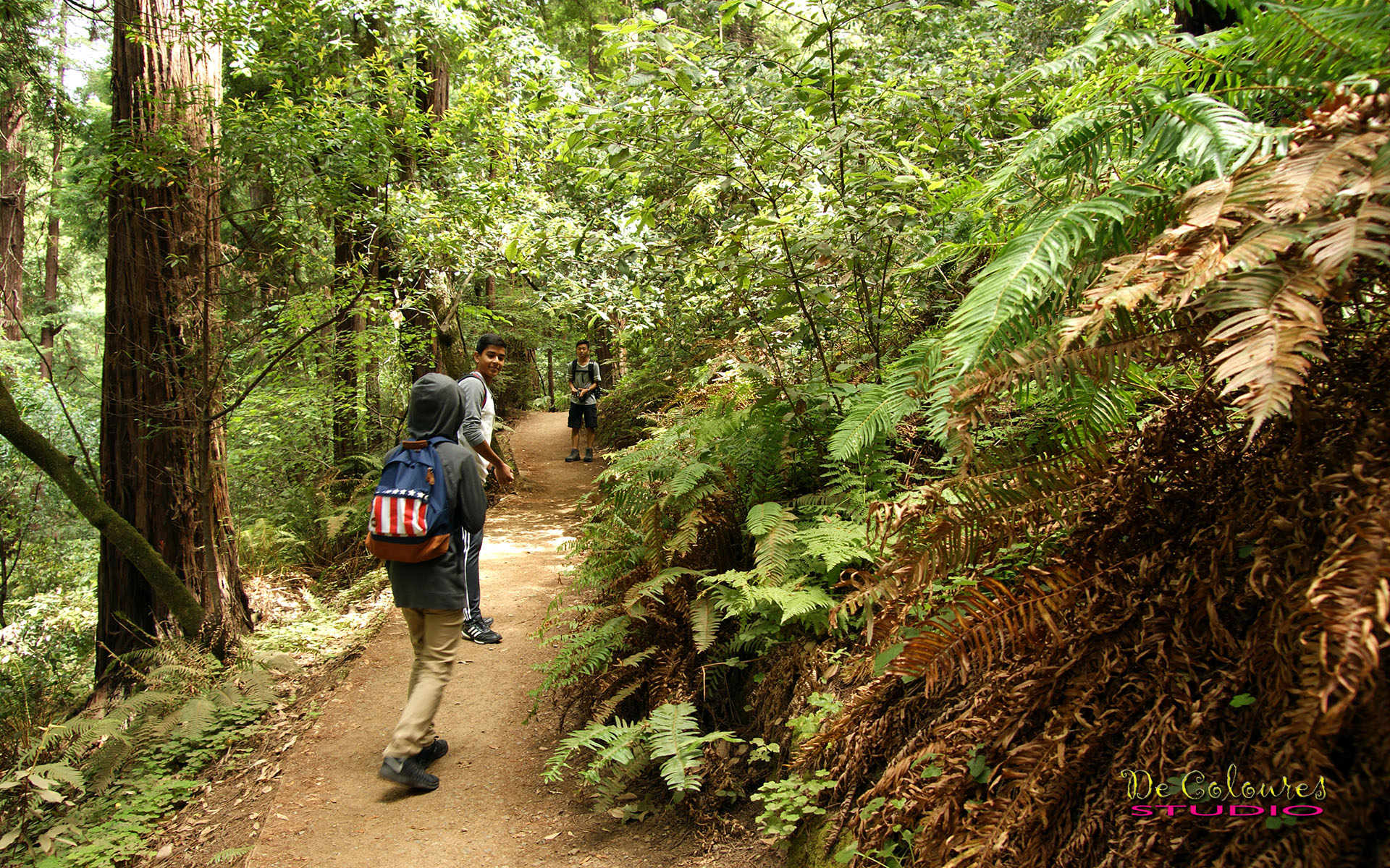 Muir Woods - California
