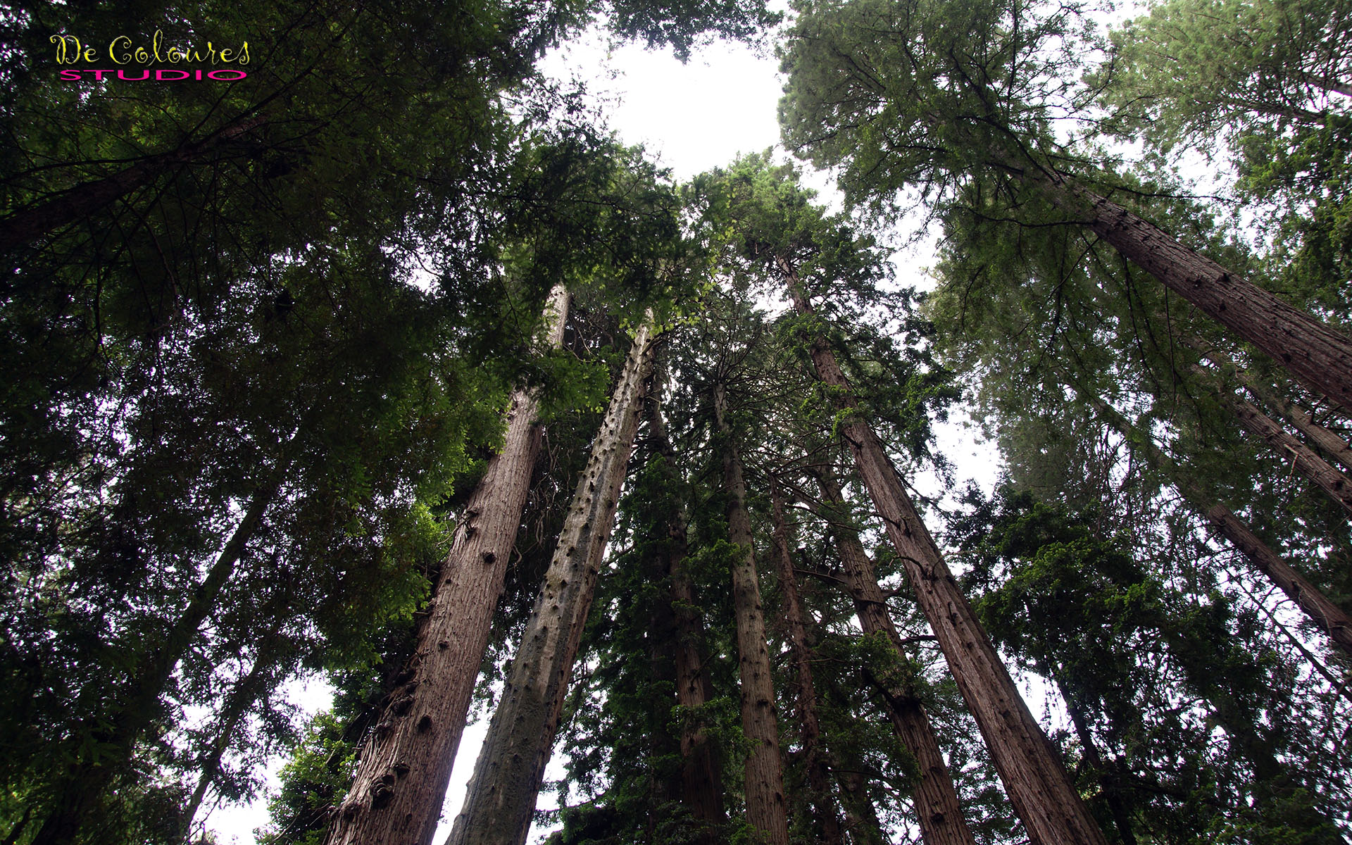 Muir Woods - California
