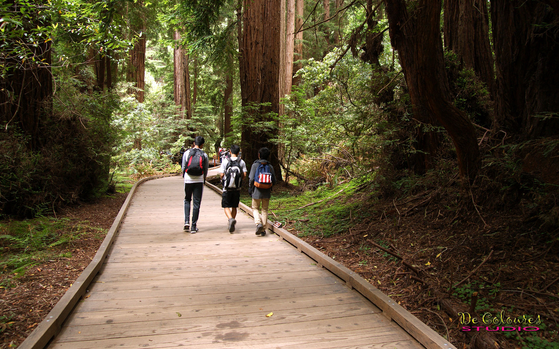 Muir Woods - California