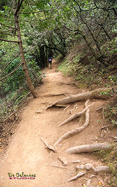 Muir Woods Trails