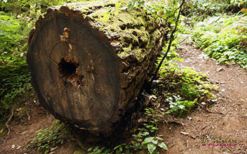 Muir Woods Tree Rings