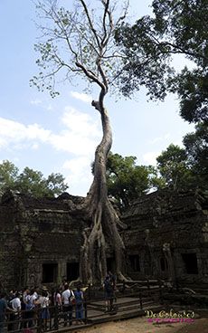 The Thousand Years Tree at Ankor Wat