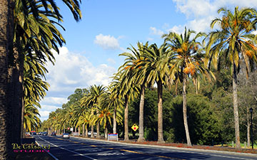Palm Dr, Palo Alto